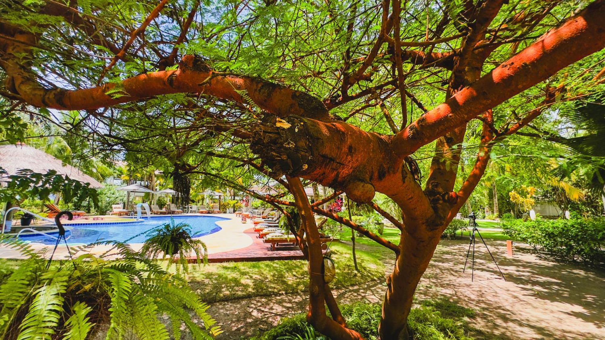 Casa Acayu Otel São Miguel dos Milagres Dış mekan fotoğraf
